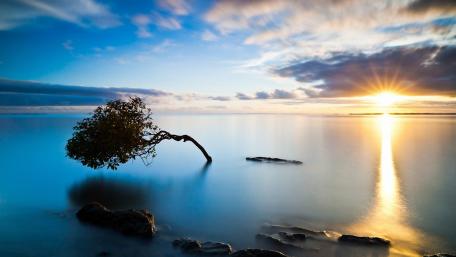 Lone Tree at Sunrise by the Serene Lake wallpaper