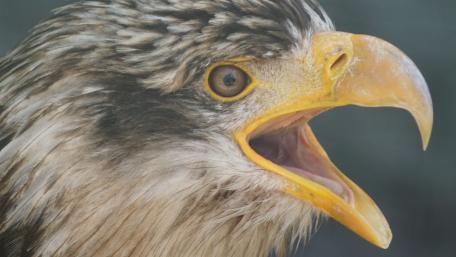 Majestic Eagle in Detail wallpaper