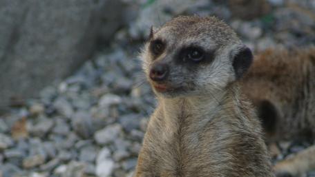 Curious Meerkat in Focus wallpaper