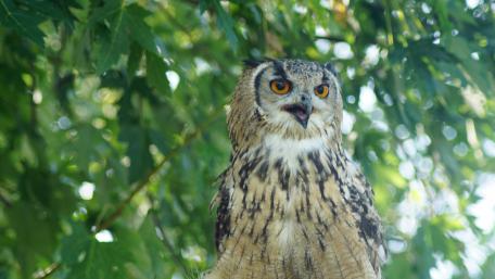 Majestic Owl Captured in Nature's Beauty wallpaper