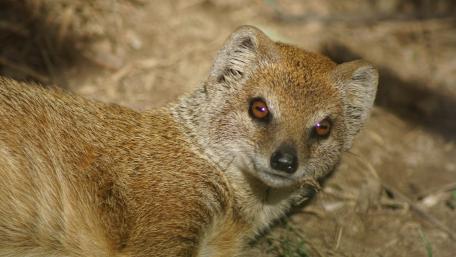 Mongoose Curiosity in Nature's Embrace wallpaper