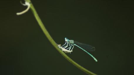 Stunning Blue Dragonfly on a Stem wallpaper