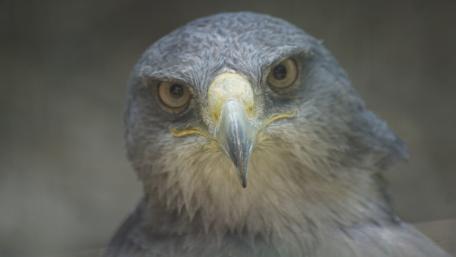 Majestic Bird of Prey Wallpaper wallpaper