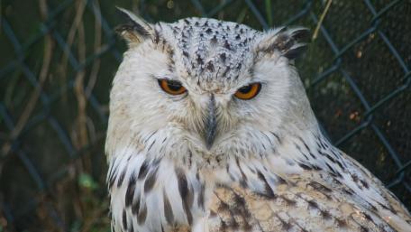 Snowy Owl in Majestic Splendor wallpaper