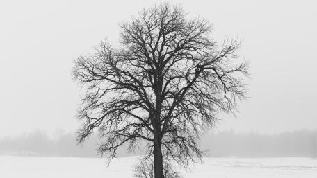 Leafless tree wallpaper