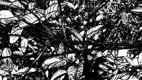 Black & White Leaves wallpaper