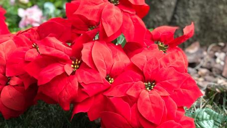 Red poinsettia wallpaper
