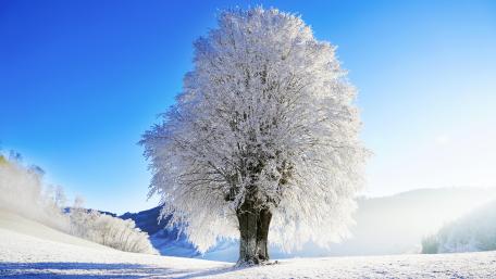 Hoary tree on a sunny winter day wallpaper