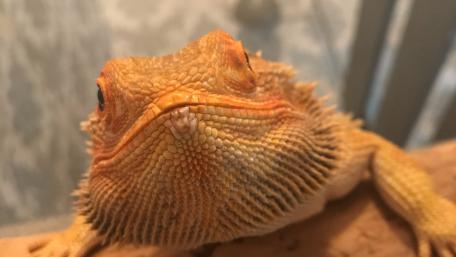 Captivating Close-Up of a Bearded Dragon Beauty wallpaper