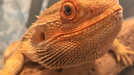 Lizard Close-Up: Intriguing Features of a Bearded Dragon wallpaper