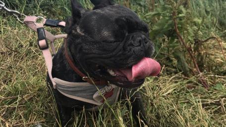 Happy French Bulldog Enjoying the Outdoors wallpaper