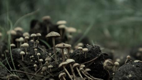 Mystical Mushrooms in a Serene Forest Setting wallpaper