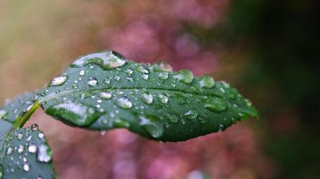 Waterdrops on a rose leaf wallpaper
