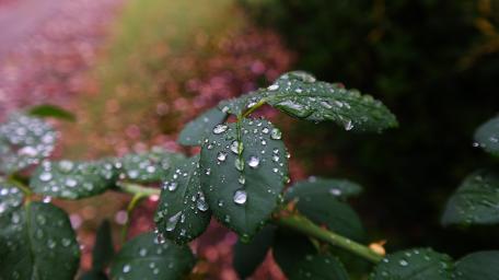 Drops wallpaper