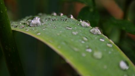 Drops wallpaper