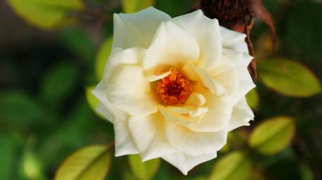 White rose wallpaper