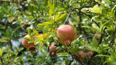 Pomegranate tree wallpaper