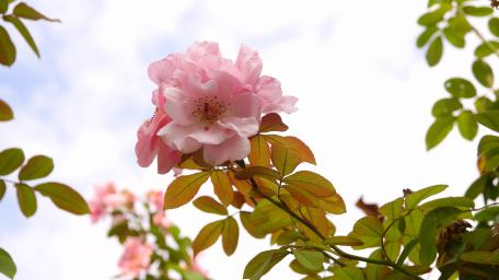 Blossoming Pink Roses in a Garden Scene wallpaper