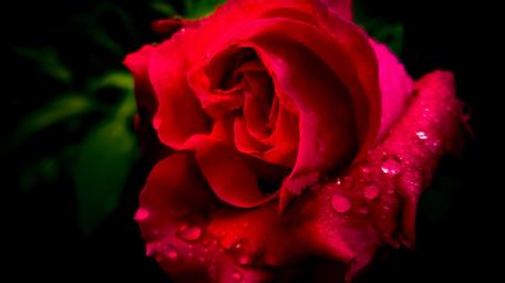 Red Rose with Dewdrops in Darkness wallpaper