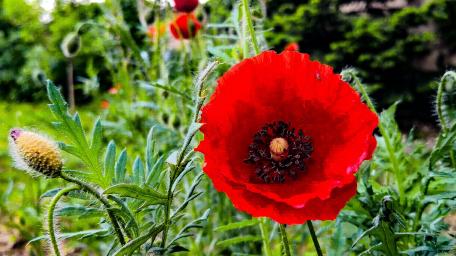 Vibrant Poppy Blossoms in Bloom wallpaper