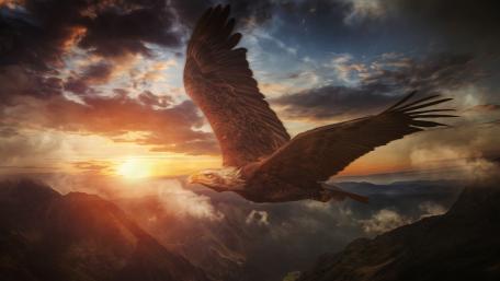 Bald eagle wallpaper