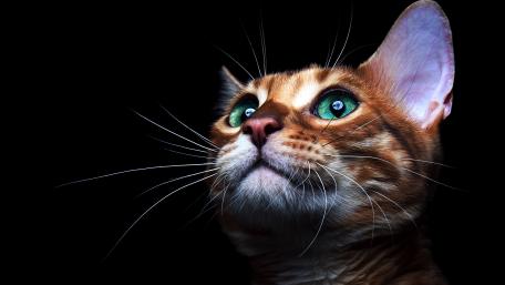 Mystical Green Eyed Feline Gaze wallpaper