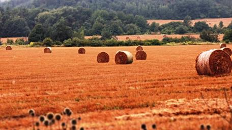Golden Fields with Hay Bales Under a Clear Sky wallpaper