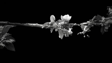 Elegant Monochrome Blossom on Twig wallpaper