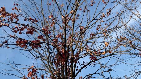 Autumn Branches Against Blue Sky wallpaper