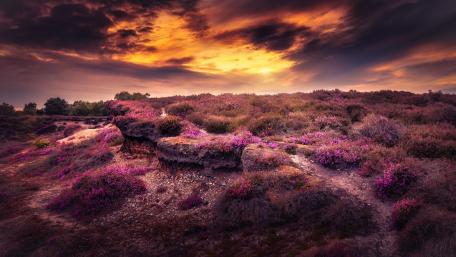 Vibrant Wilderness at Sunset with Purple Flowers wallpaper