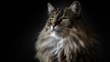 Majestic Long-Haired Tabby Cat Portrait wallpaper