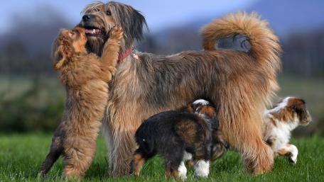 Joyful Moments with Adorable Puppies and Their Family wallpaper
