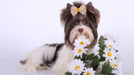 Yorkshire Terrier wallpaper