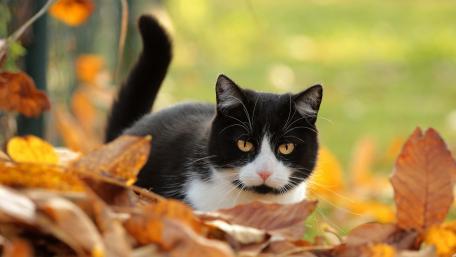 Charming Cat Among Autumn Leaves wallpaper