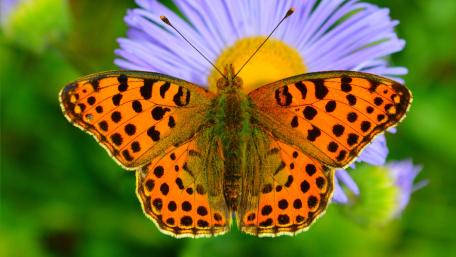 Vibrant Butterfly on Colorful Flower Beauty wallpaper