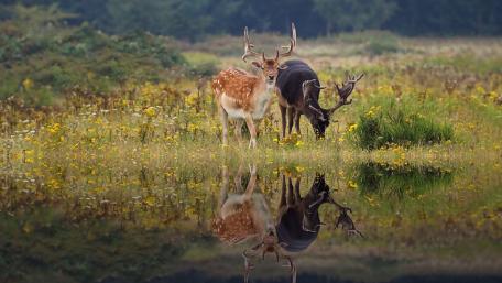 Graceful Deer by Serene Waters wallpaper