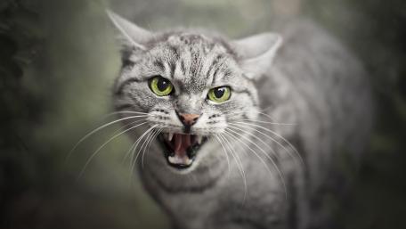 Fierce and Fearless Grey Cat Wallpaper wallpaper