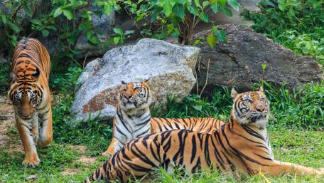 Majestic Tigers in Nature's Embrace wallpaper