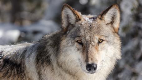 Wilderness Majesty Wolf in Snowy Forest wallpaper