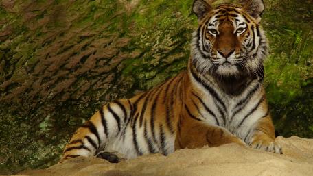 Majestic Tiger in Natural Habitat wallpaper