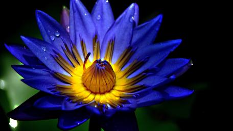 Stunning Blue Lotus Flower Wallpaper wallpaper