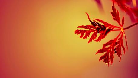 Red leaf wallpaper