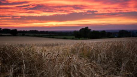 Golden Fields Under Vibrant Sunset Skies wallpaper