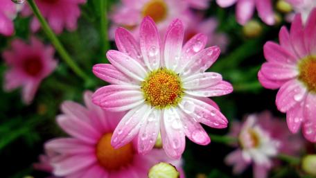 Delicate Pink Blooms in Raindrops wallpaper