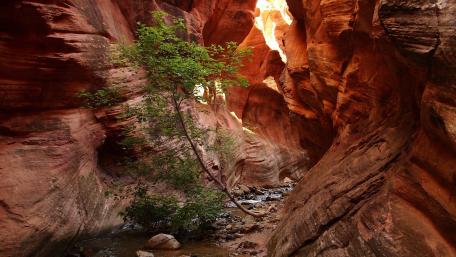 Zion National Park wallpaper