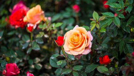 Title: Radiant Roses Blooming in Lush Greenery wallpaper