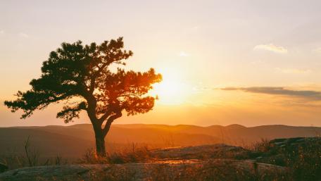 Lone Tree at Sunset wallpaper