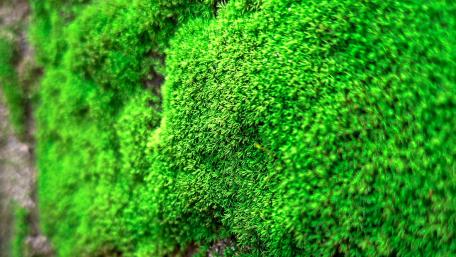 Green wallpaper