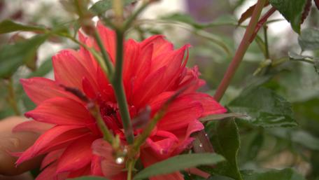 Red Indian Hibiscus wallpaper