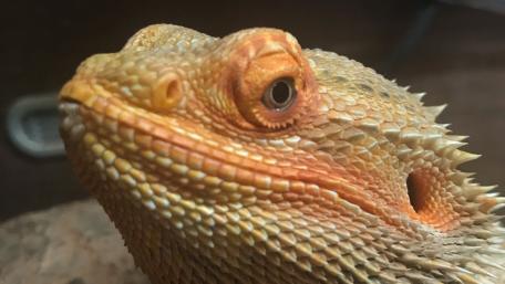 Majestic Bearded Dragon Close-Up Wallpaper wallpaper